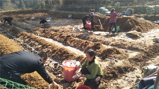 那丘村民在进行松茸菌种植。受访单位供图